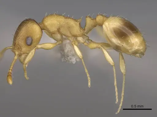 Temnothorax lucidus specimen CASENT0914692 image casent0914692_3