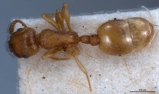 Temnothorax luteus specimen ANTWEB1008446 image antweb1008446_1