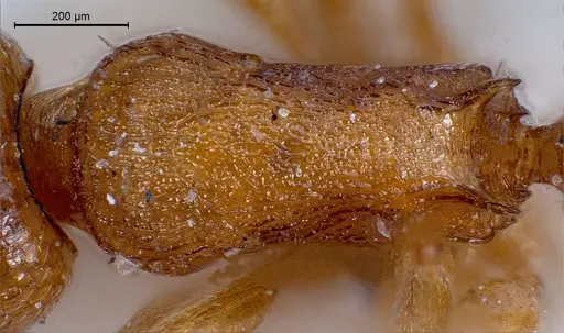 Temnothorax luteus specimen ANTWEB1008446 image antweb1008446_2
