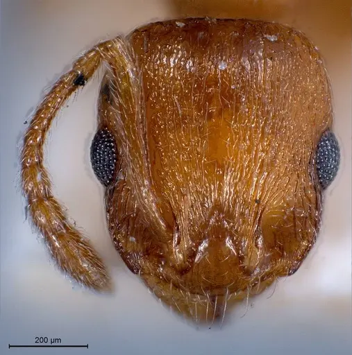 Temnothorax luteus specimen ANTWEB1008446 image antweb1008446_3