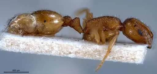 Temnothorax luteus specimen ANTWEB1008446 image antweb1008446_4