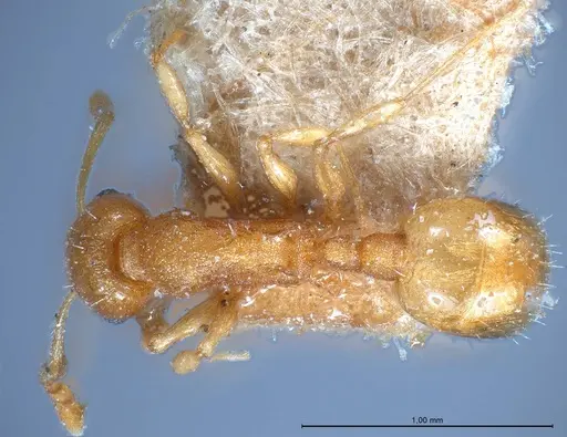Temnothorax luteus specimen ANTWEB1008480 image antweb1008480_1