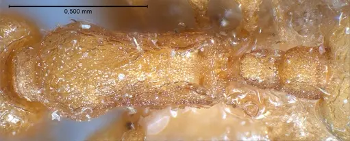 Temnothorax luteus specimen ANTWEB1008480 image antweb1008480_2