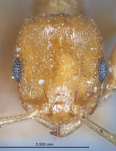 Temnothorax luteus specimen ANTWEB1008480 image antweb1008480_3
