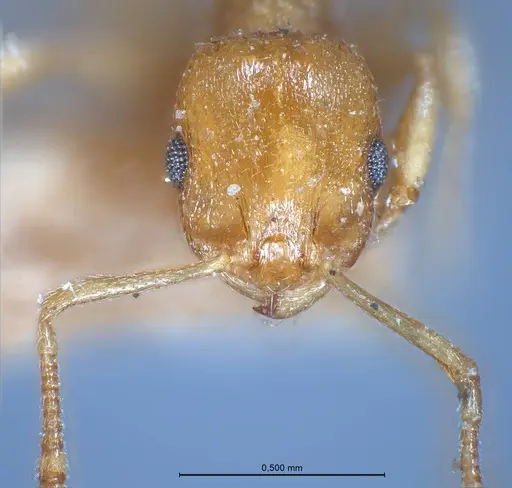Temnothorax luteus specimen ANTWEB1008480 image antweb1008480_4