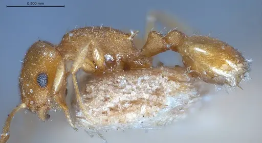 Temnothorax luteus specimen ANTWEB1008480 image antweb1008480_5