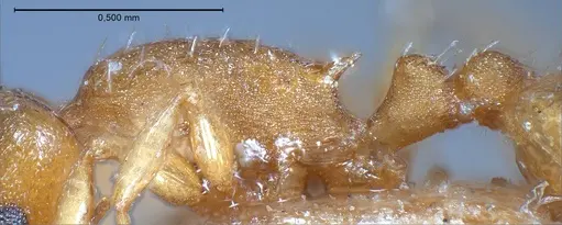Temnothorax luteus specimen ANTWEB1008480 image antweb1008480_6