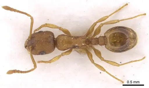 Temnothorax luteus specimen CASENT0906166 image casent0906166_1