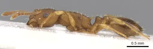 Temnothorax luteus specimen CASENT0906166 image casent0906166_3