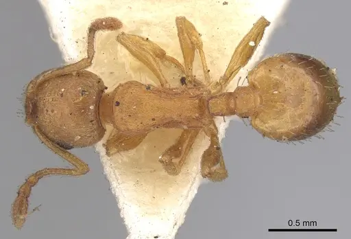 Temnothorax luteus specimen CASENT0906174 image casent0906174_1