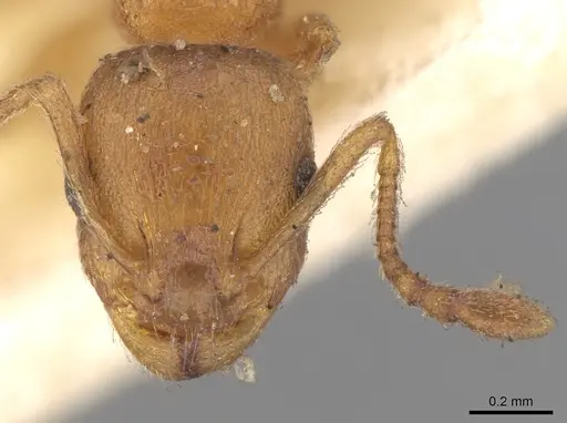 Temnothorax luteus specimen CASENT0906174 image casent0906174_2