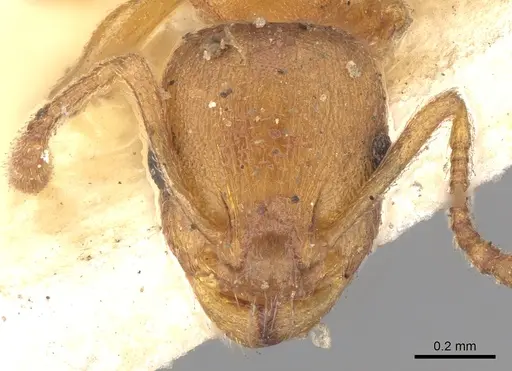 Temnothorax luteus specimen CASENT0906174 image casent0906174_3