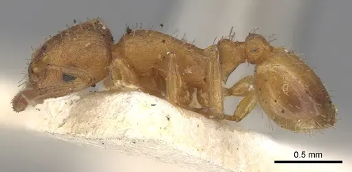 Temnothorax luteus specimen CASENT0906174 image casent0906174_4