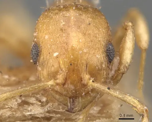Temnothorax luteus specimen CASENT0907603 image casent0907603_2