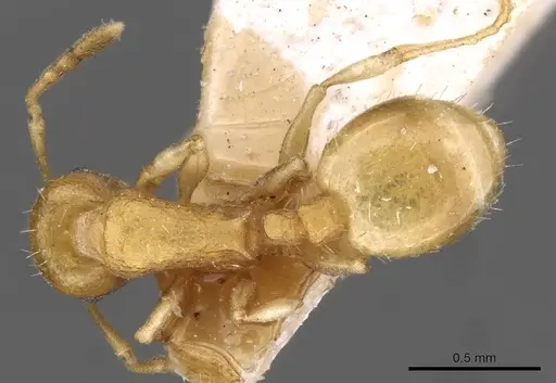 Temnothorax luteus specimen CASENT0909030 image casent0909030_1