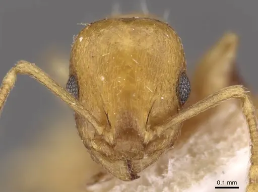 Temnothorax luteus specimen CASENT0909030 image casent0909030_2
