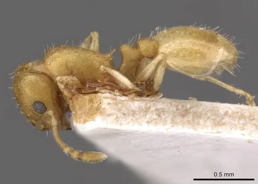 Temnothorax luteus specimen CASENT0909030 image casent0909030_3