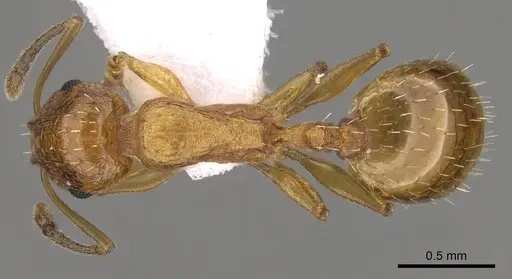 Temnothorax luteus specimen CASENT0914414 image casent0914414_1