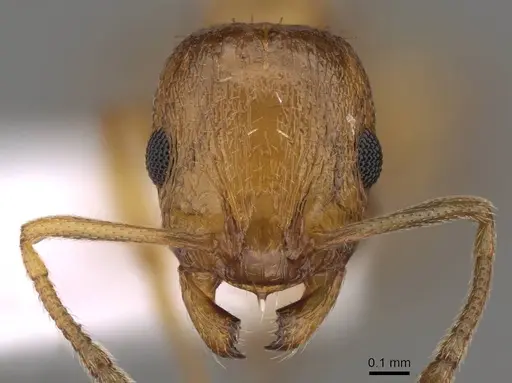 Temnothorax luteus specimen CASENT0914414 image casent0914414_2