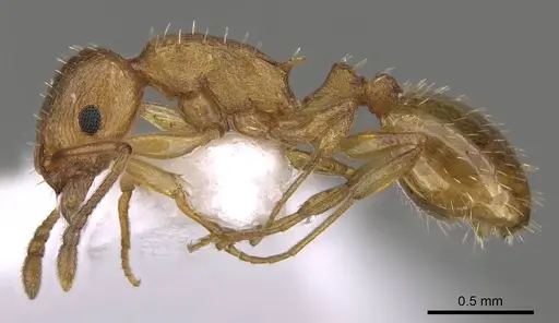 Temnothorax luteus specimen CASENT0914414 image casent0914414_3