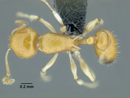 Temnothorax magnabulla specimen CASENT0756093 image casent0756093_1