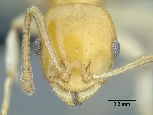 Temnothorax magnabulla specimen CASENT0756093 image casent0756093_2