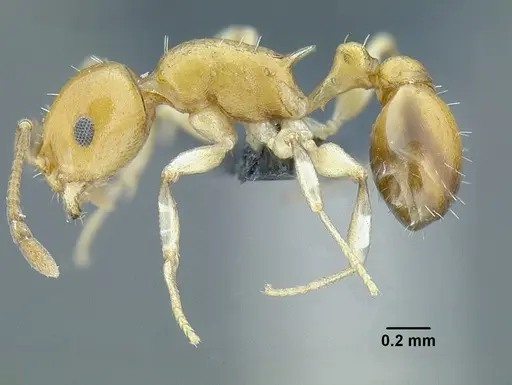 Temnothorax magnabulla specimen CASENT0756093 image casent0756093_3