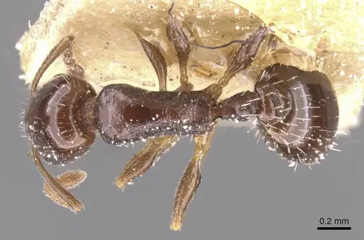 Temnothorax manni specimen CASENT0912960 image casent0912960_1