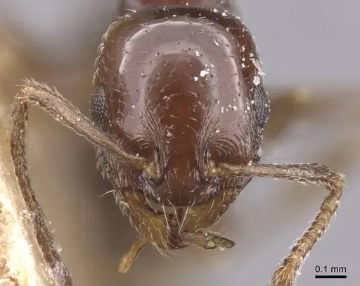 Temnothorax manni specimen CASENT0912960 image casent0912960_2