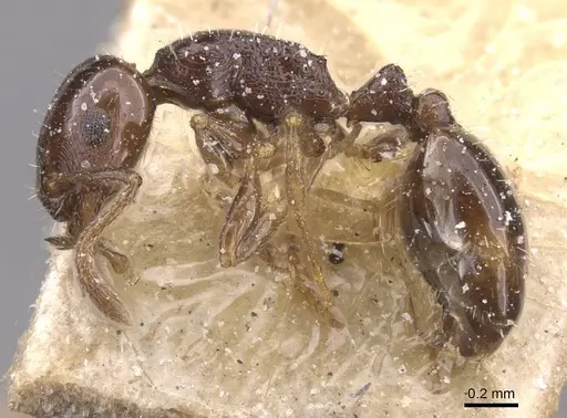 Temnothorax manni specimen CASENT0912960 image casent0912960_3