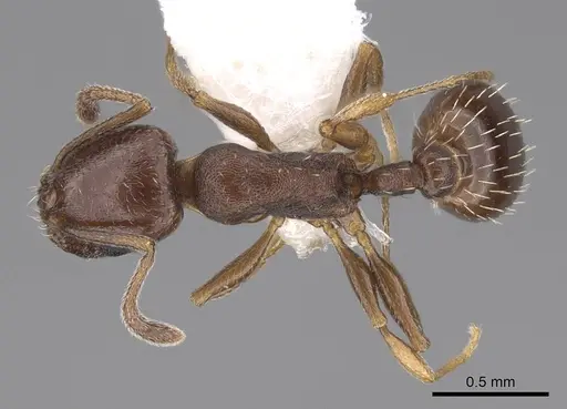 Temnothorax manni specimen CASENT0922572 image casent0922572_1