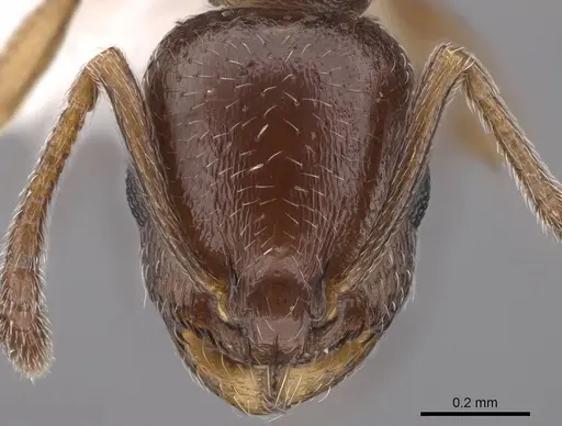 Temnothorax manni specimen CASENT0922572 image casent0922572_2