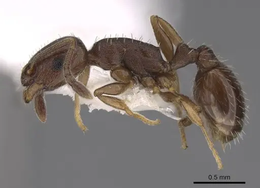 Temnothorax manni specimen CASENT0922572 image casent0922572_3