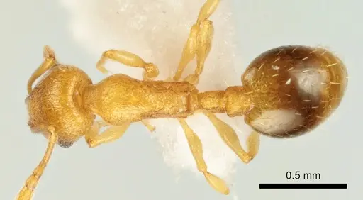 Temnothorax marae specimen ANTWEB1041541 image antweb1041541_1