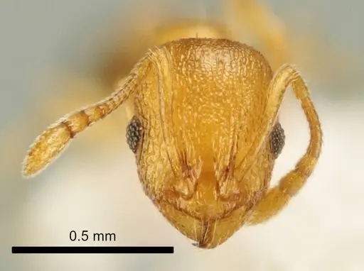 Temnothorax marae specimen ANTWEB1041541 image antweb1041541_2