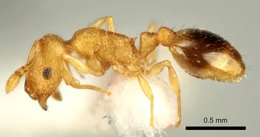 Temnothorax marae specimen ANTWEB1041541 image antweb1041541_3