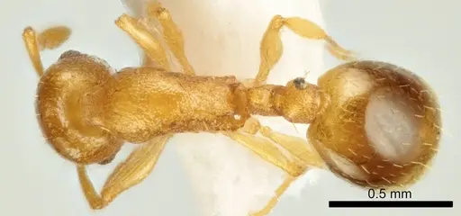 Temnothorax marae specimen ANTWEB1041542 image antweb1041542_1