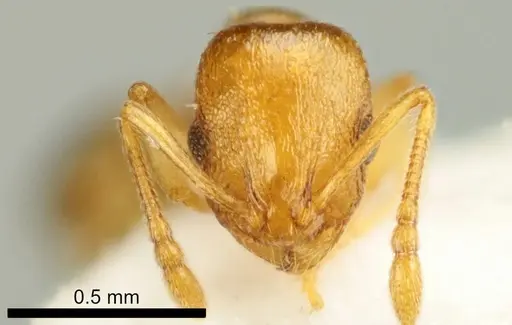 Temnothorax marae specimen ANTWEB1041542 image antweb1041542_2