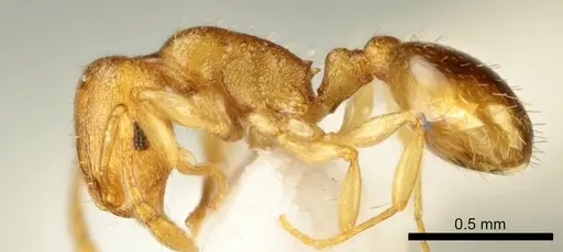 Temnothorax marae specimen ANTWEB1041542 image antweb1041542_3
