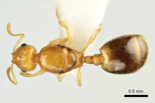 Temnothorax marae specimen ANTWEB1041543 image antweb1041543_1