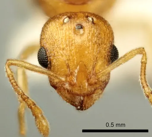 Temnothorax marae specimen ANTWEB1041543 image antweb1041543_2