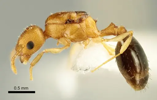 Temnothorax marae specimen ANTWEB1041543 image antweb1041543_3