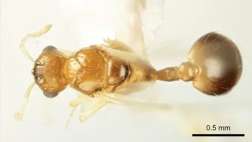 Temnothorax marae specimen ANTWEB1041544 image antweb1041544_1
