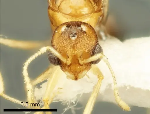 Temnothorax marae specimen ANTWEB1041544 image antweb1041544_2