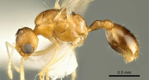 Temnothorax marae specimen ANTWEB1041544 image antweb1041544_3