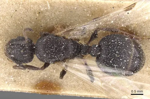 Temnothorax marocanus specimen CASENT0912961 image casent0912961_1