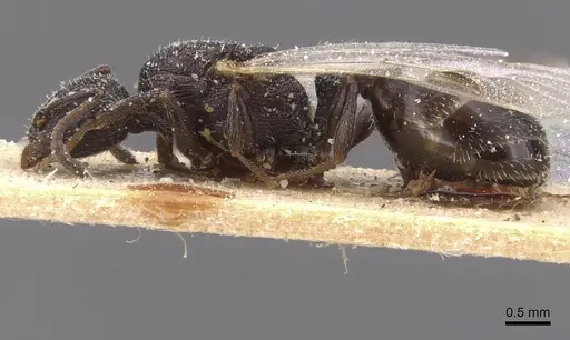 Temnothorax marocanus specimen CASENT0912961 image casent0912961_3