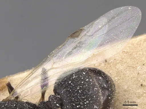 Temnothorax marocanus specimen CASENT0912961 image casent0912961_4
