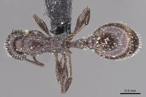 Temnothorax mauritanicus specimen CASENT0912962 image casent0912962_1