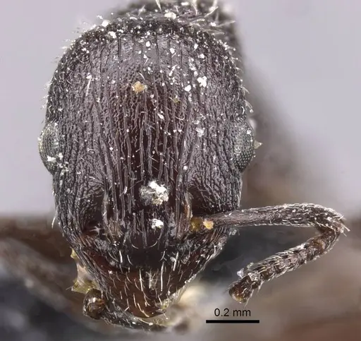 Temnothorax mauritanicus specimen CASENT0912962 image casent0912962_2